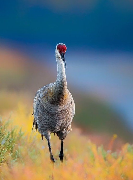 Канадский журавль (Grus canadensis) Канадский журавль (Grus canadensis)