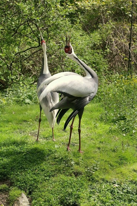 Даурский журавль (Grus vipio) Даурский журавль (Grus vipio)