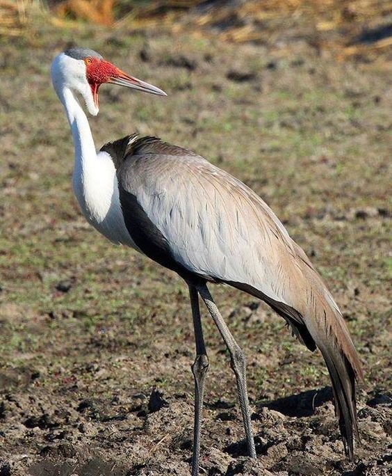 Серёжчатый журавль (Bugeranus carunculatus) Серёжчатый журавль (Bugeranus carunculatus)