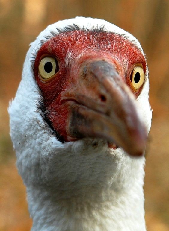 Стерх, или белый журавль (Grus leucogeranus)  Стерх, или белый журавль (Grus leucogeranus)
