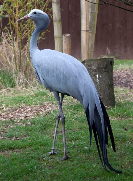 Райский журавль (Anthropoides paradiseus) Райский журавль (Anthropoides paradiseus)