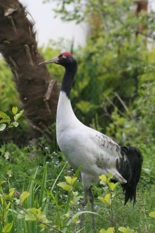 Черношейный журавль (Grus nigricollis). Этот вид встречается в горном альпийском поясе. Отличается красной  Черношейный журавль (Grus nigricollis). Этот вид встречается в горном альпийском поясе. Отличается красной