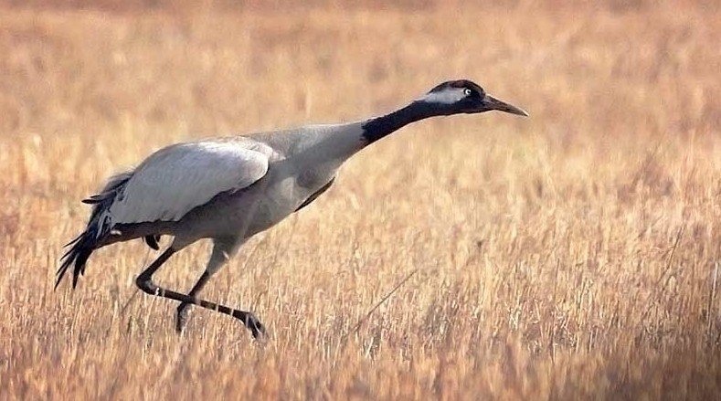 Серый журавль (Grus grus, или Grus communis) Серый журавль (Grus grus, или Grus communis)