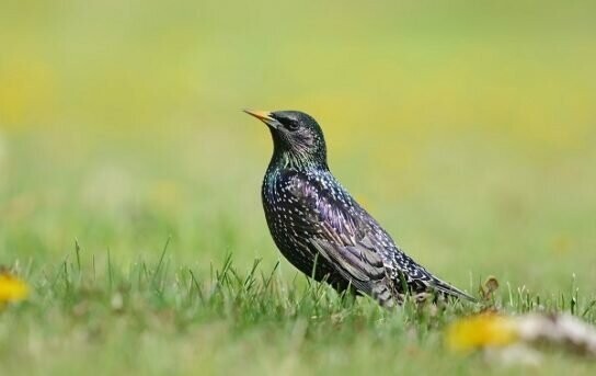 Скворец. Скворец.