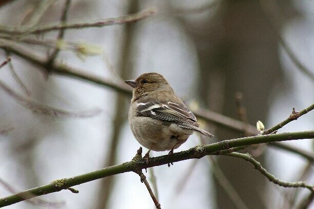 Зяблик. Зяблик.