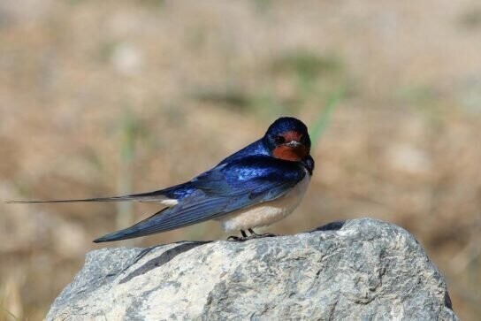 Ласточка Ласточка