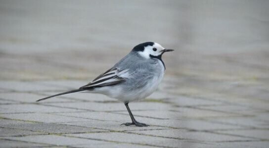 Трясогузка Трясогузка