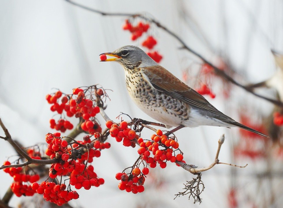 Дрозд рябинник