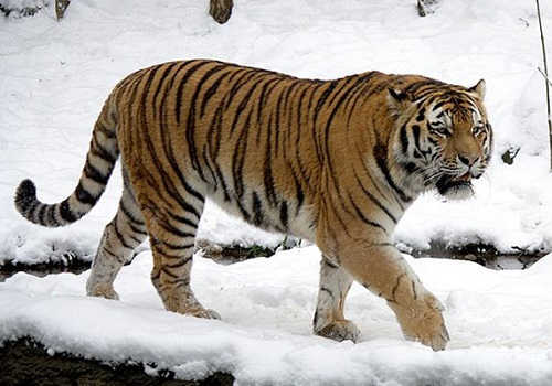 Тигр Амурский (Уссурийский)