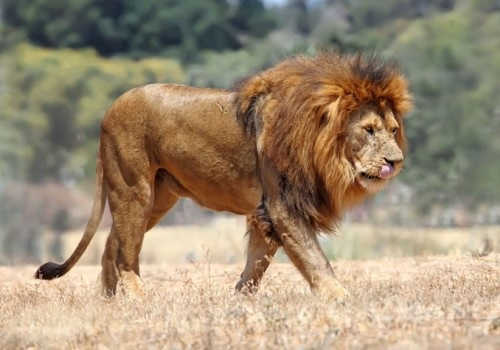 Царь зверей