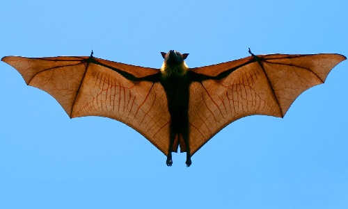 Золотой яванский калонг