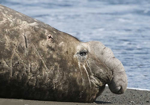 Морской слон – представитель южных вод Антарктики