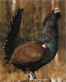 Глухарь птица фото