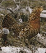 Самка глухаря фото