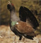 Глухарь самец фото