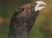 Глухарь голова самца