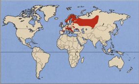 Глухарь где обитает