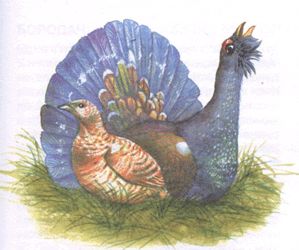 Глухарь картинка птицы