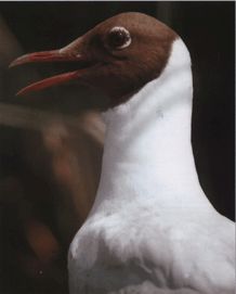 Озёрная чайка фото