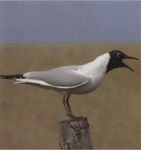 Речная чайка питание фото