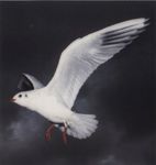 Черноголовая чайка фото