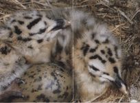 Обыкновенная чайка фото