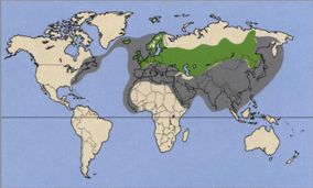 Озёрная чайка ареал