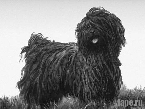 Характер, обучаемость и поведение породы Пули