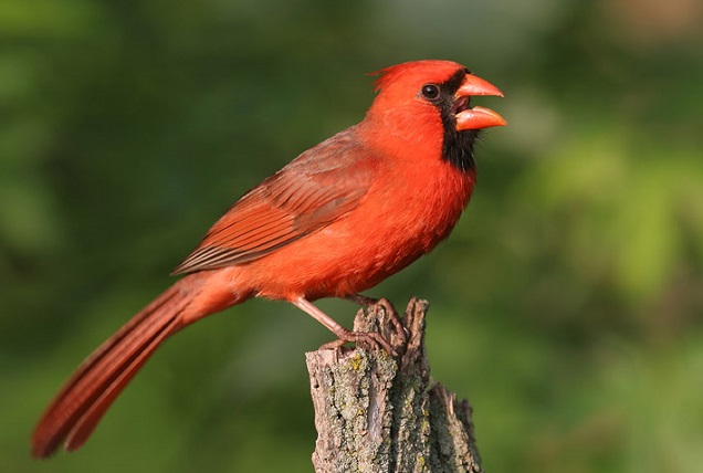 Птица-кардинал Птица-кардинал