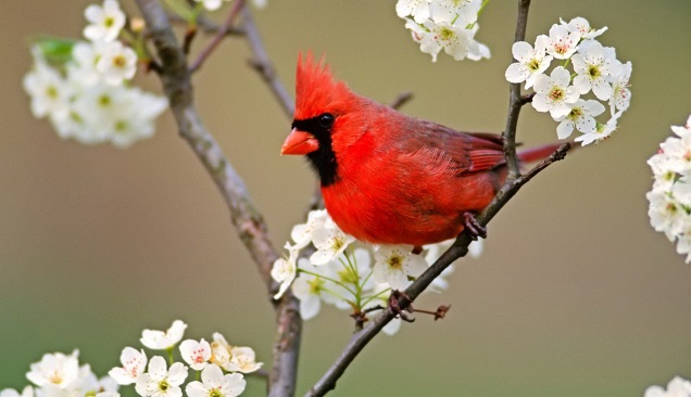 Птица-кардинал Птица-кардинал