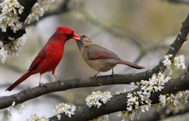 Птица-кардинал Птица-кардинал