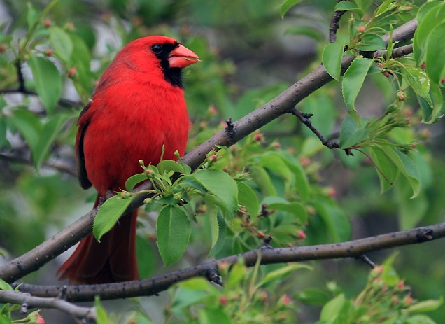 Птица-кардинал Птица-кардинал
