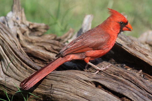 Птица-кардинал Птица-кардинал