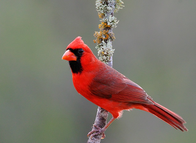 Птица-кардинал Птица-кардинал