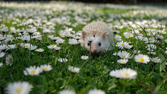 где живут ежики зимой