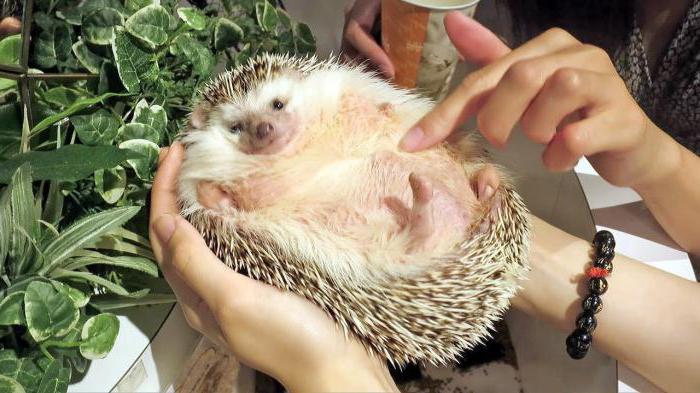 где живут ежики летом