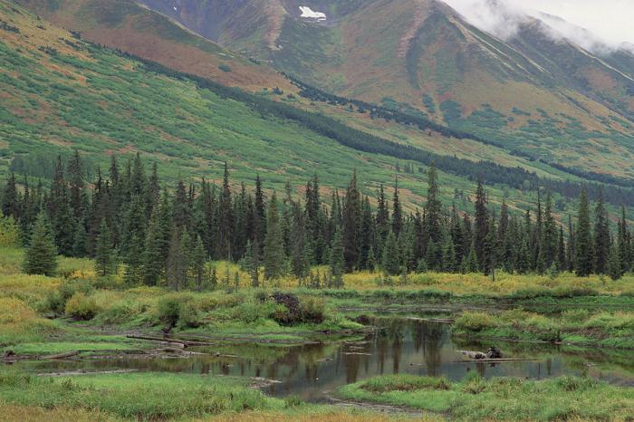 растения материка евразия