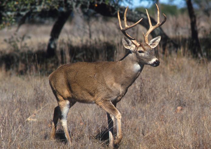 животные евразии