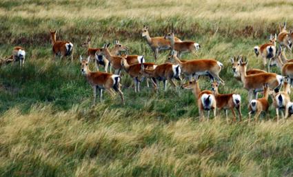 флора и фауна степей