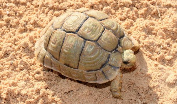 фауна пустыни