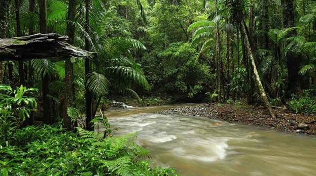 субтропические леса