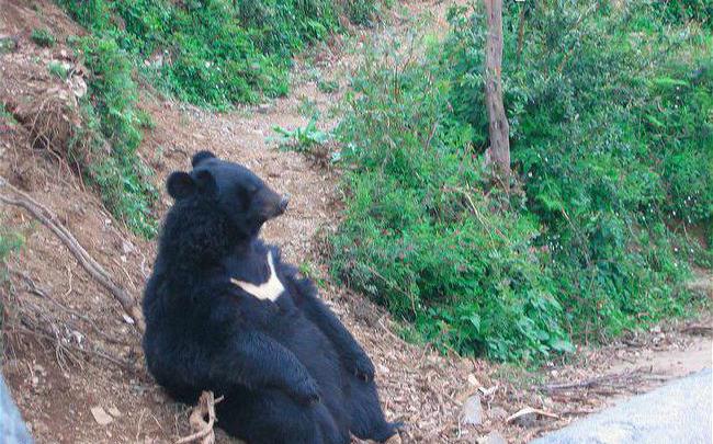 где живут белогрудые медведи