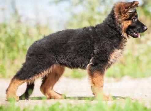 где сделать родословную собаке