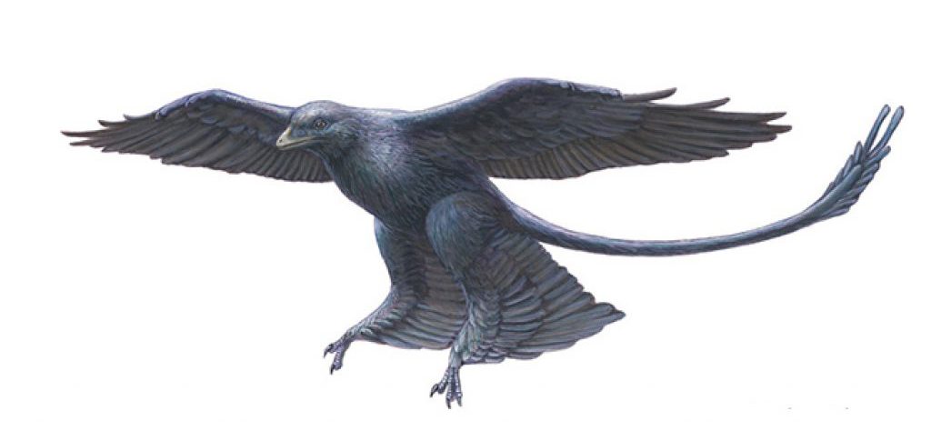 оперенные динозавры