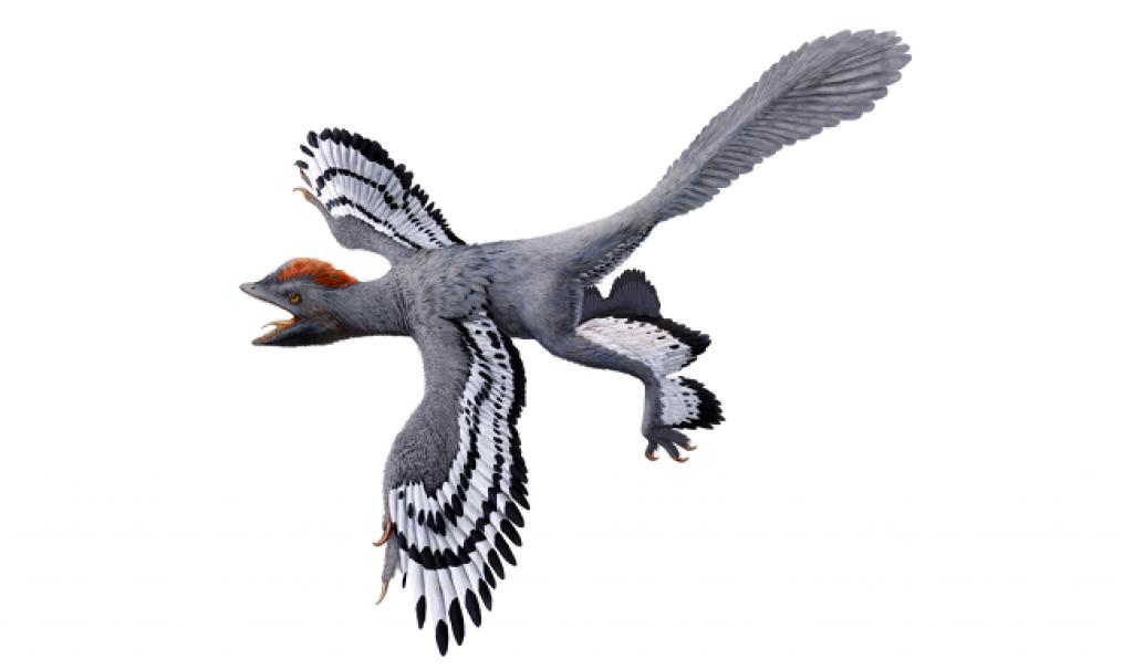 история происхождения птиц