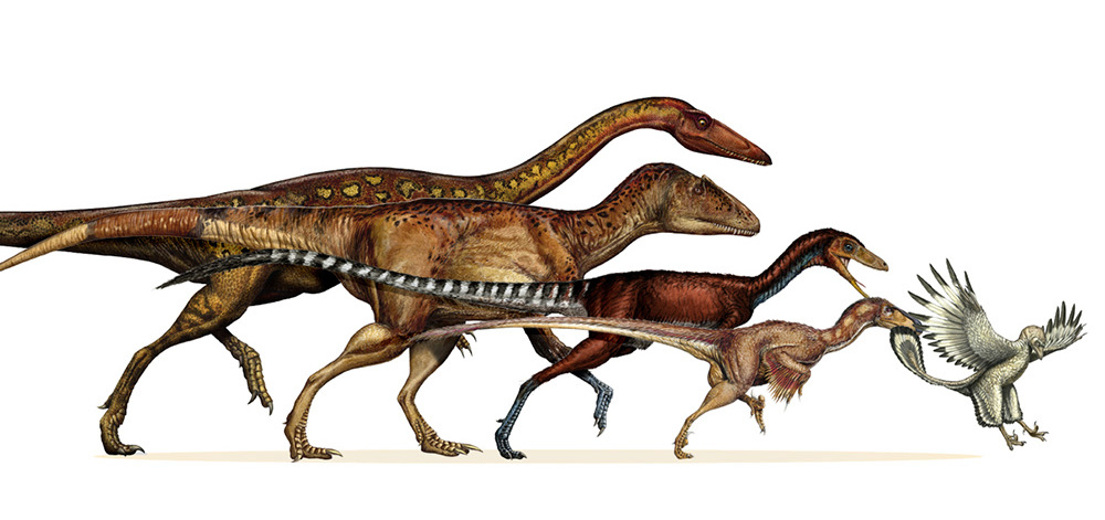 происхождения птиц