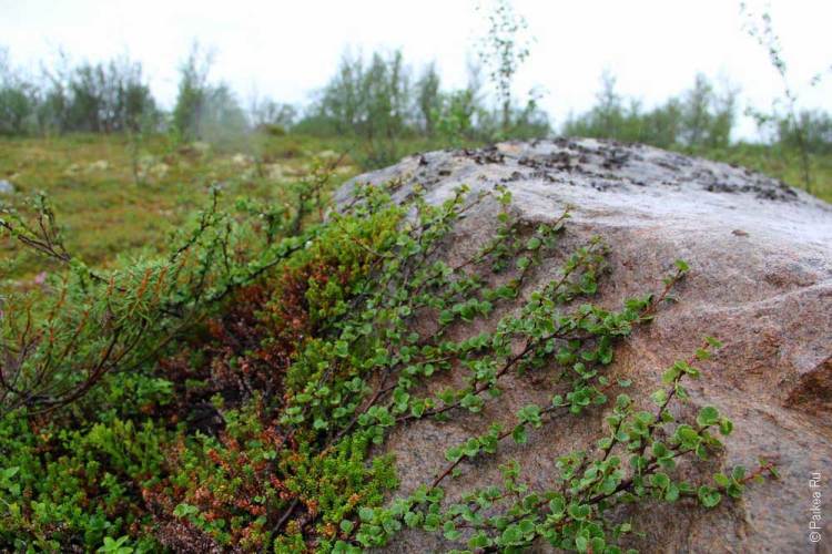 Флора тундры