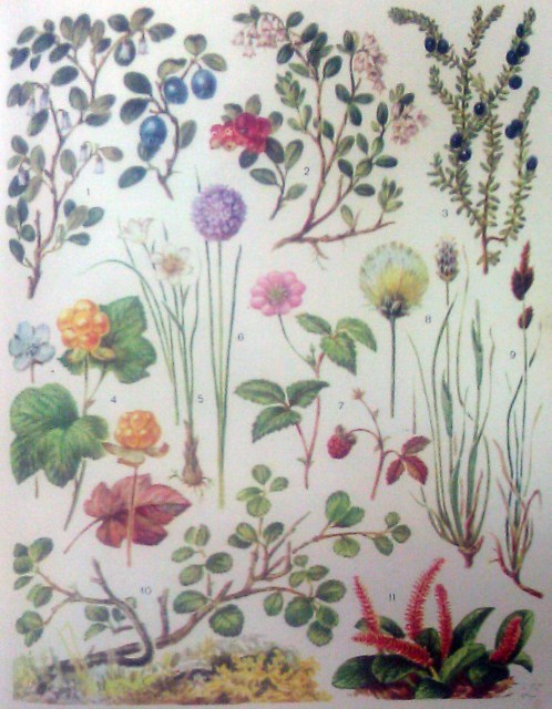 Растения тундры