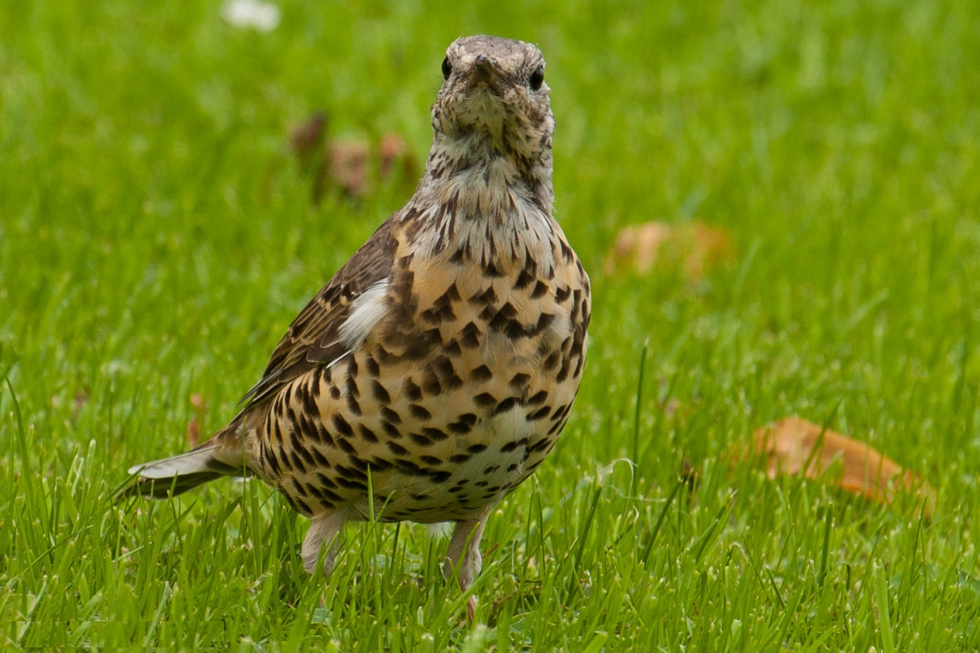 Дрозд деряба Дрозд деряба