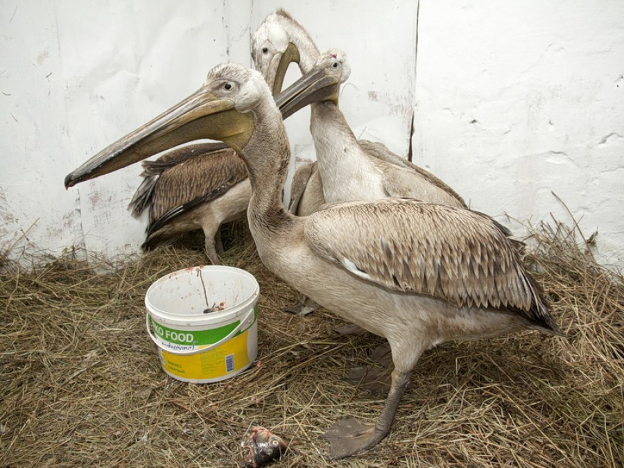 В барнаульском зоопарке кормят рыбой новых жильцов - четверых юных розовых пеликанов, отставших от стаи во время перелета на юг. 16 ноября 2010 года.